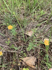 Linum berlandieri