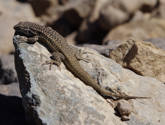 Liolaemus nigroviridis