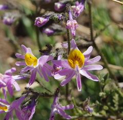 Schizanthus hookeri