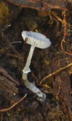 Leucoagaricus ooliekirrus