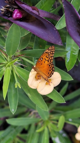Mexican Fritillary