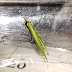 Stenacris vitreipennis