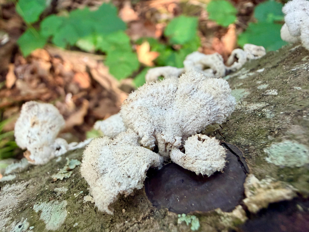 splitgill mushroom · May 2026 · photo: Photo: (c) Melissa Meadows, some rights reserved (CC BY) · iNaturalist