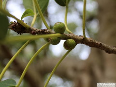 Ficus luschnathiana