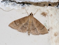 Omiodes indicata