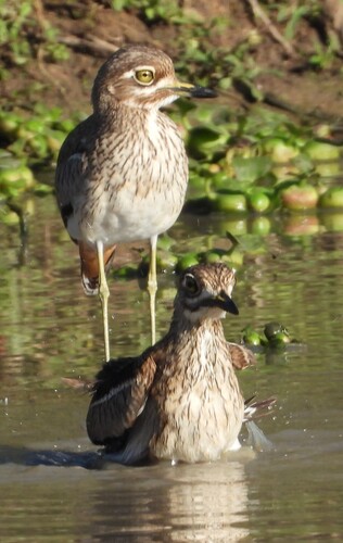 iNaturalist image