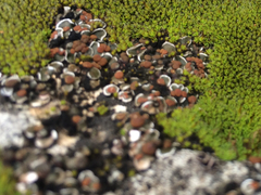 Psora pseudorussellii