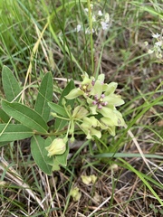 Asclepias viridis