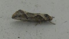 Tingena hemimochla