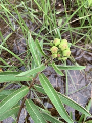 Asclepias viridis