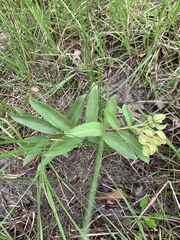 Asclepias viridis
