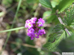 Lantana megapotamica