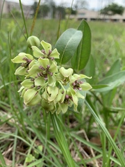 Asclepias viridis