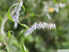 Melica sarmentosa