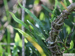 Microgramma mortoniana