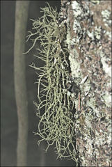 Usnea inermis
