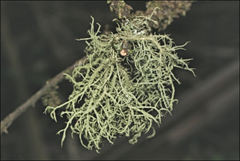 Usnea inermis