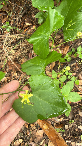 Ibervillea lindheimeri
