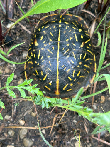 Ornate Box Turtle