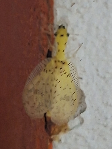 Chloronia mirifica photo 3