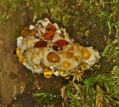 Rigidoporus laetus
