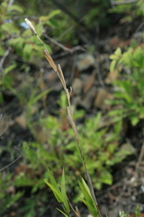 Cleistogenes krjukovae