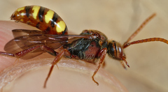 Nomada flava
