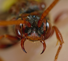 Nomada flava