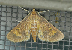 Niphograpta albiguttalis