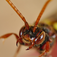Nomada flava