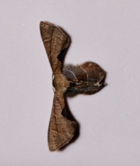 Phazaca leucocera