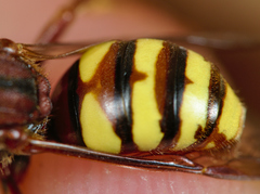 Nomada flava