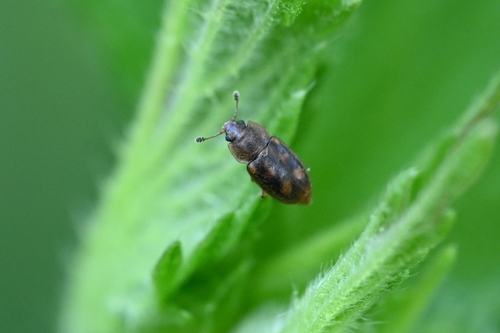 Epuraea distincta