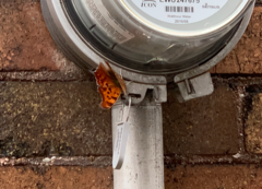 Polygonia interrogationis