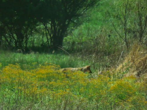 Coyote