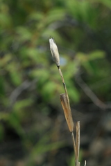 Cleistogenes krjukovae
