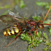 Flavous Nomad Bee - Photo (c) Gilles San Martin, some rights reserved (CC BY-SA), uploaded by Gilles San Martin