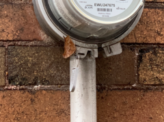 Polygonia interrogationis