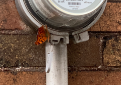 Polygonia interrogationis