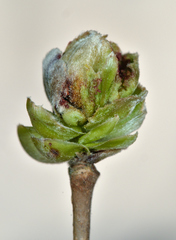 Phytoptus avellanae