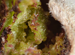 Phytoptus avellanae