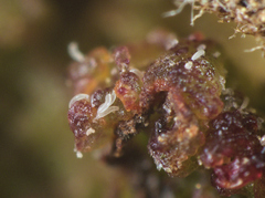 Phytoptus avellanae