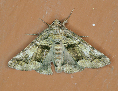 Metria amella