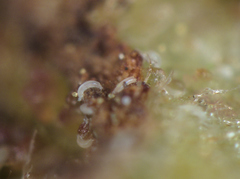 Phytoptus avellanae