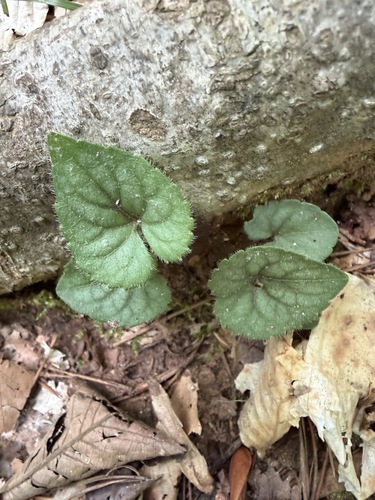 Viola hirsutula, photograph 6