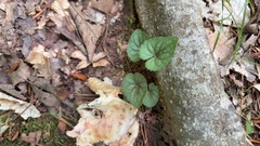 Viola hirsutula, photograph (c) s bruggers, some rights reserved (CC BY)