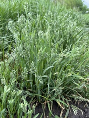 (c) Наталья Пикалова, some rights reserved (CC BY) Sclerochloa dura, photograph (c) Наталья Пикалова, some rights reserved (CC BY)