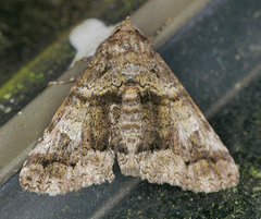 Metria amella