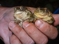 Anaxyrus californicus