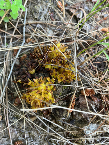 Cytinus hypocistis, photograph 1